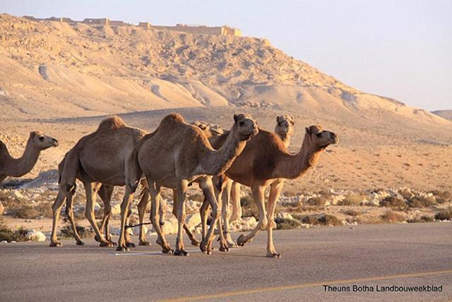 Desert View Arad Zewnętrze zdjęcie